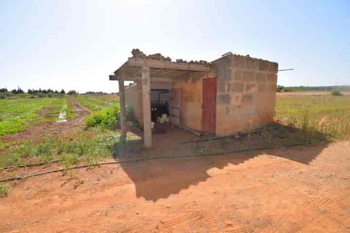 Charming Finca in Muro, Mallorca - 6452 m2 of Productive Land!