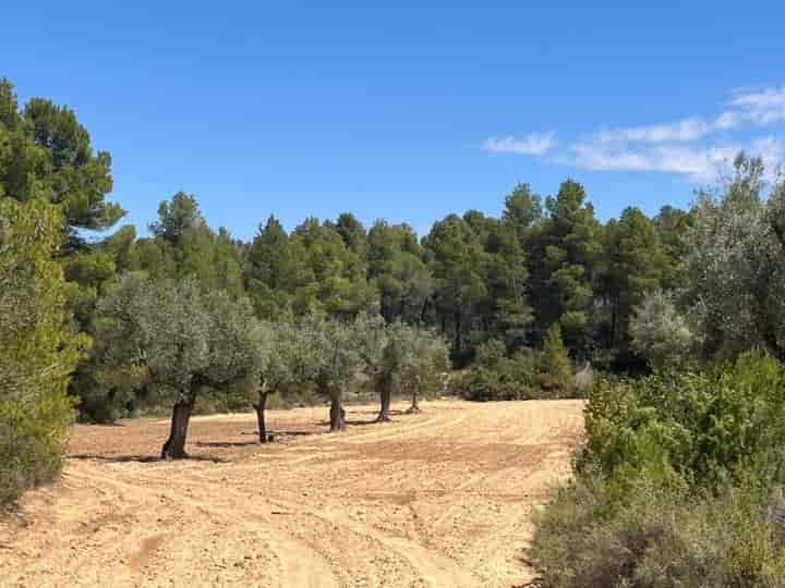 Charming Finca with Olive Groves in the Mountains near [Town Name]