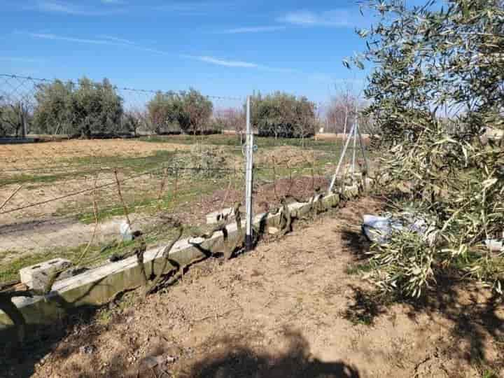 Beautiful Nature Retreat in Jaén - 4500m2 of Olive Groves and Fruit Trees