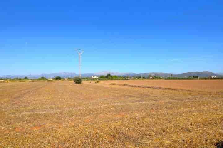 Dream Building Plots in Muro, Mallorca - Total 15,324 m2 - Stunning Serra de Tramuntana Views!