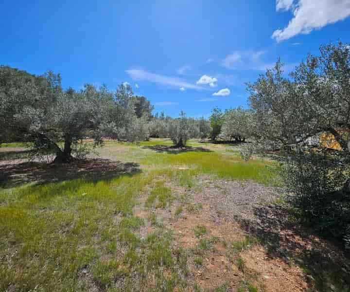 Charming Olive Grove in El Perelló - Just Minutes from the Coast