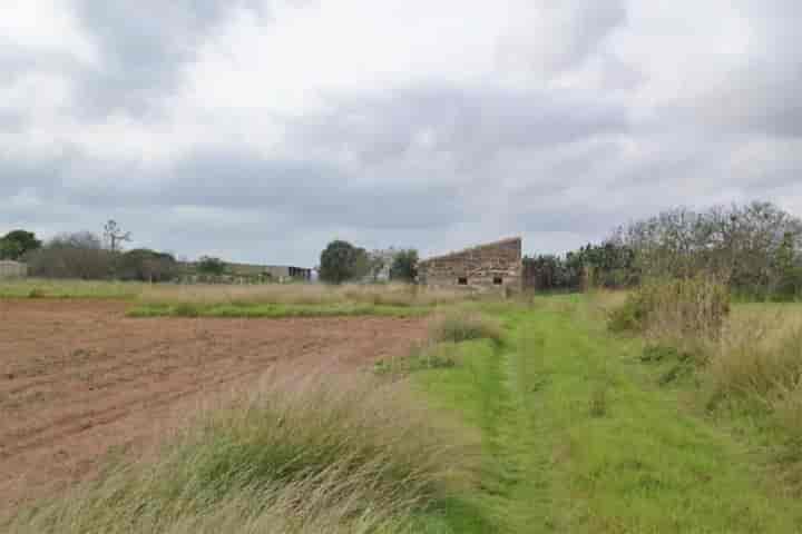 Spacious 24,300 m² Plot with Tool Shed Near Playa de Muro, Mallorca