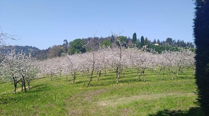 Agroforestal Paradise in Cenero - 3114